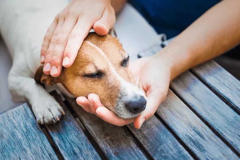 Imagem: Cão - Manipulação Veterinária