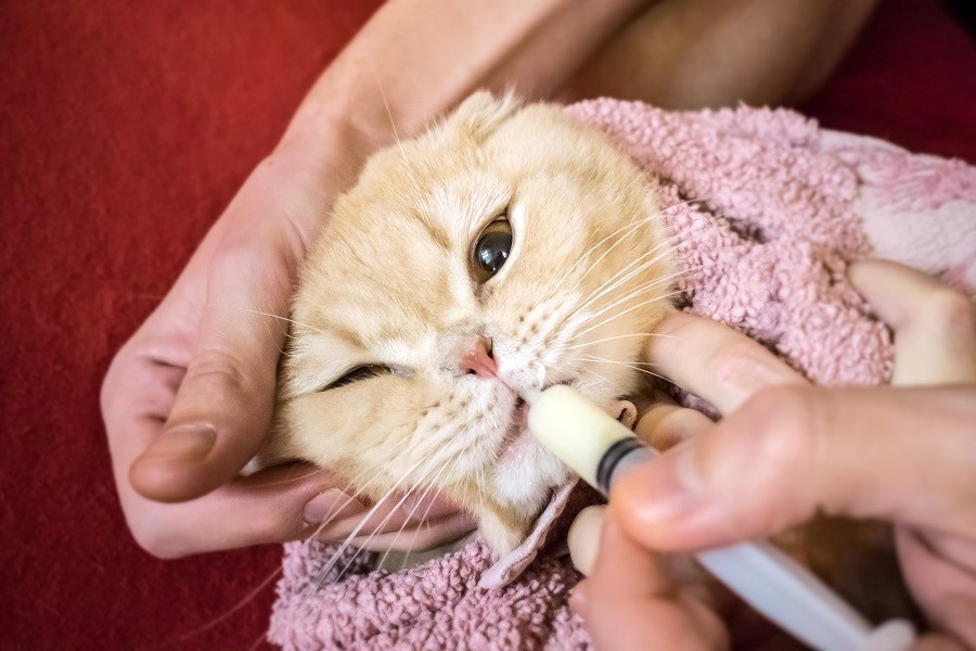 Imagem: Gato - Manipulação Veterinária