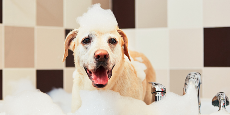 Imagem_pet - cachorro no banho